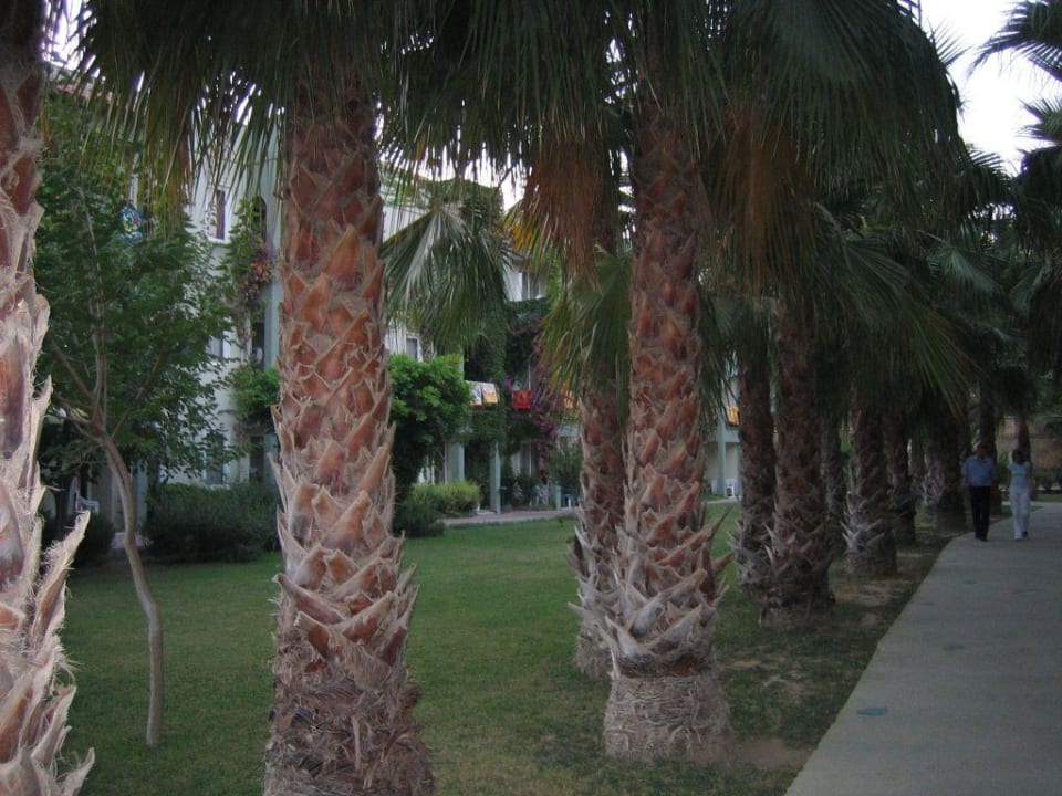 Palmenalle zum Strand Hotel Gardenia Beach