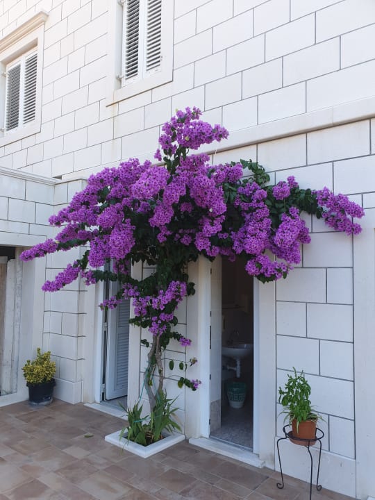 Sonstiges Boutique Pine Tree Apartments