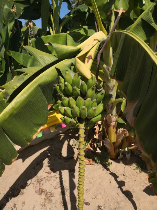 Strand Seaden Corolla Hotel