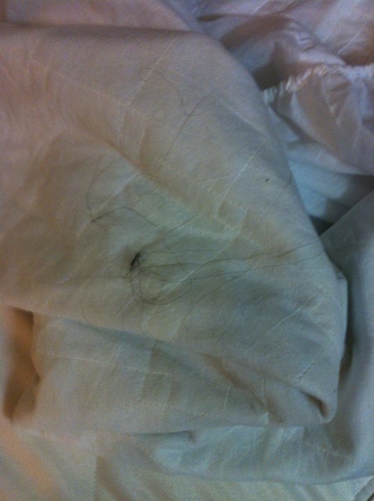 Haare/ Matratzenschoner Hotel Lily