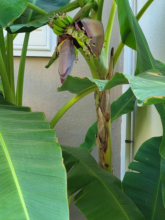 Gartenanlage Club Sidelya Hotel