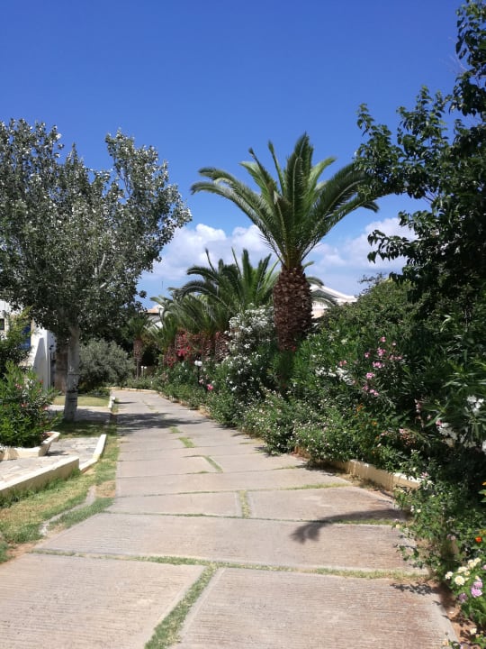 Gartenanlage TUI SUNEO Chrissi Amoudia
