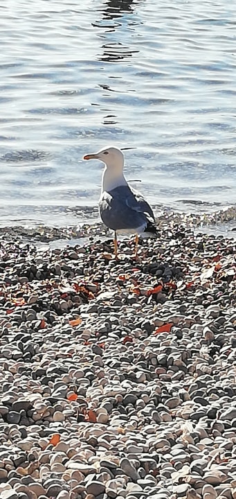 Strand Eden Hotel by Maistra Collection