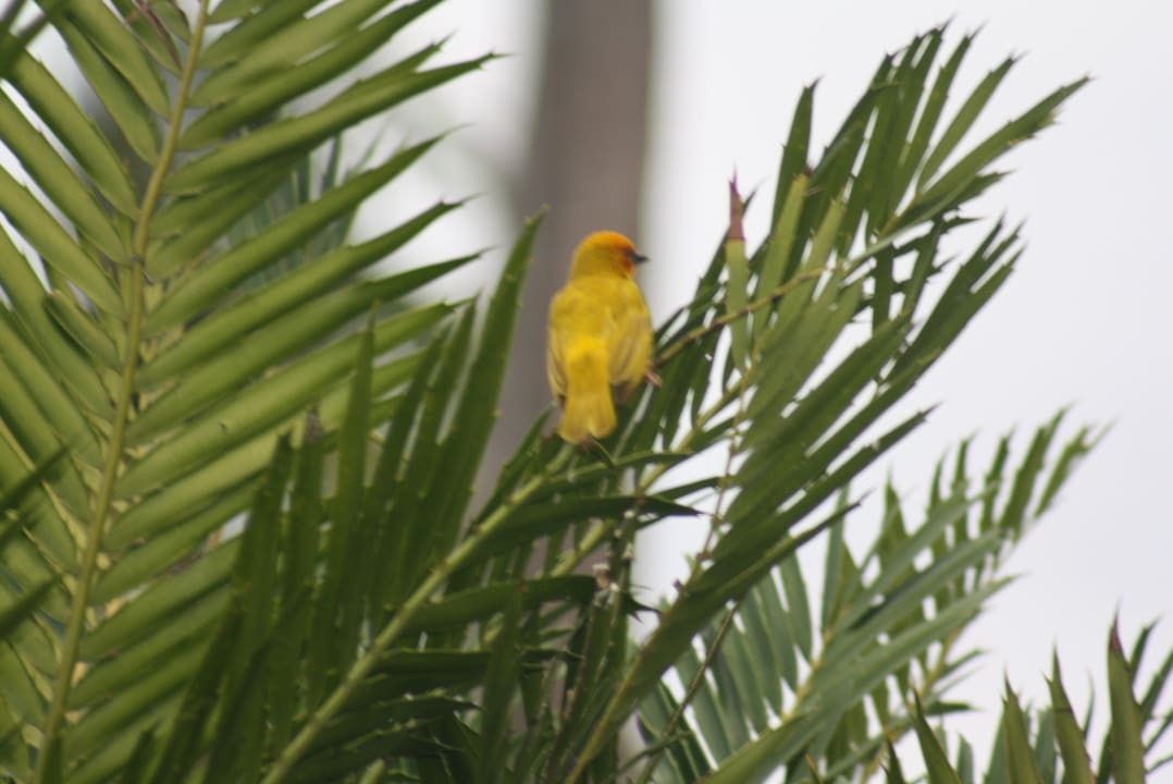 Gartenanlage TUI Blue Bahari Zanzibar