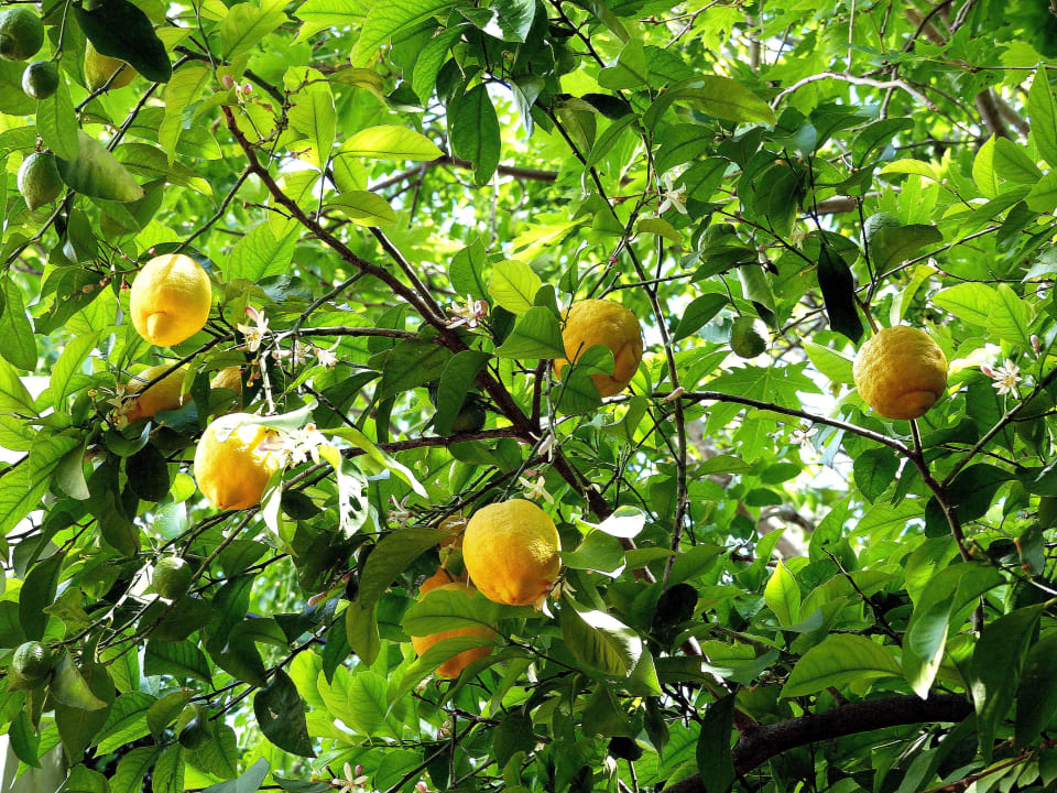 Citroník Hotel Golden Ring