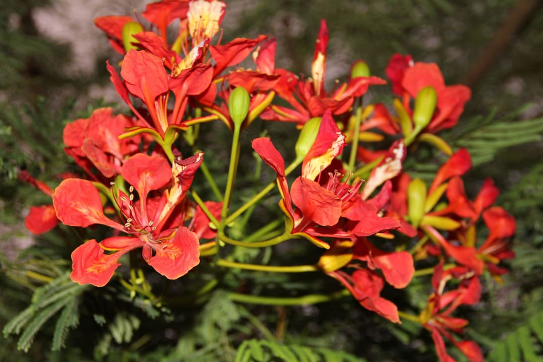 Sommerurlaub 2016 Steigenberger ALDAU Beach Hotel