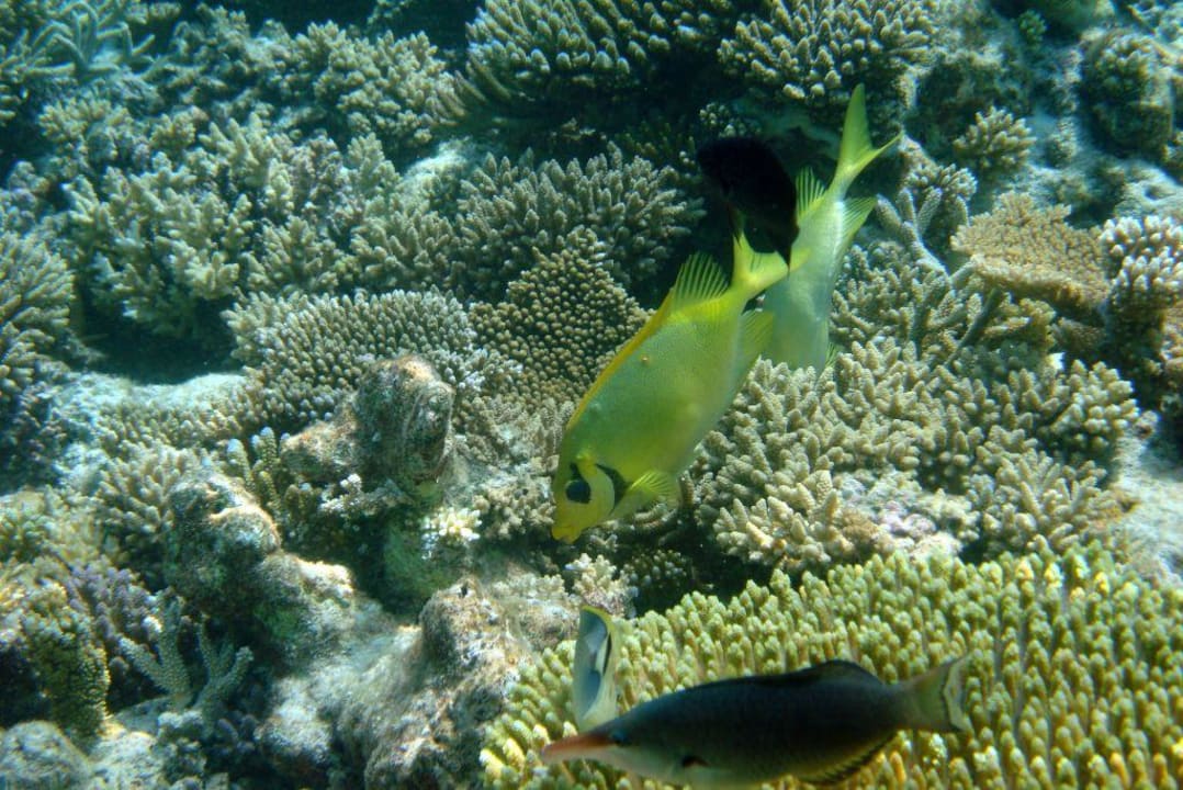 Hausriff Angaga Angaga Island Resort