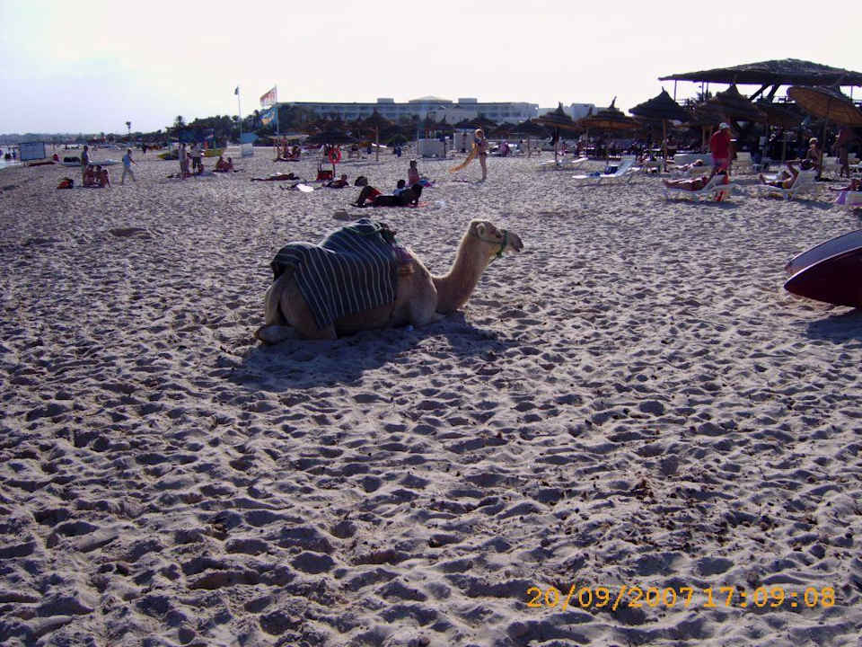Das Kamel am Strand von Hotel Nesrine Hotel Nesrine