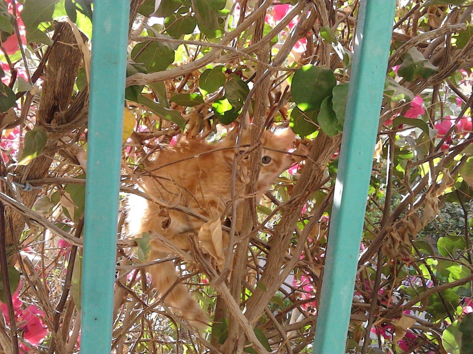 Kätzchen in Buogainvillea am Balkon Bella Vista Resort Hurghada