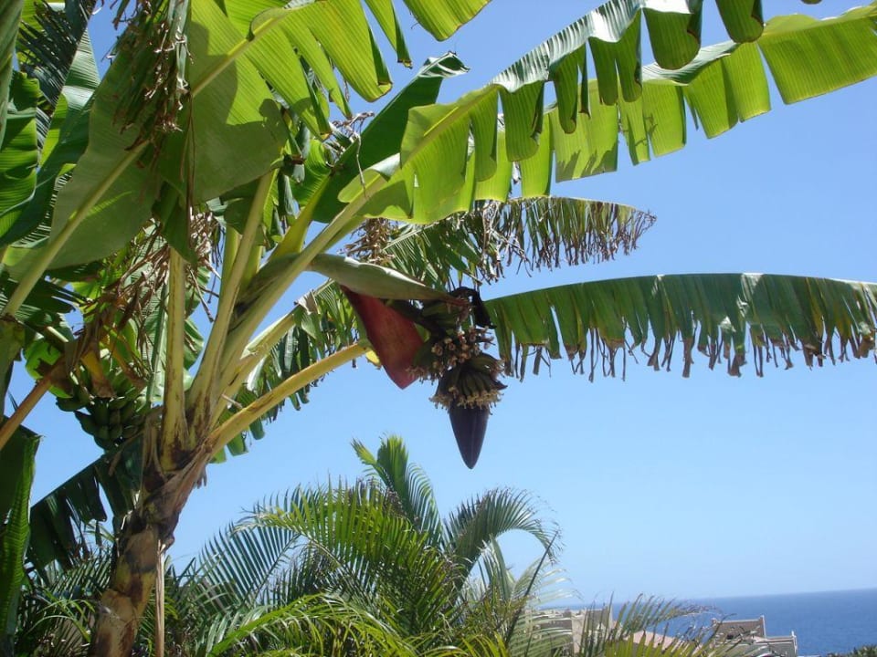 Gartenanlage La Palma Princess