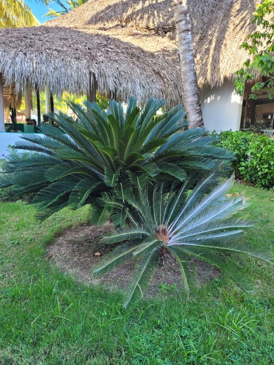 Gartenanlage Catalonia Royal La Romana - Adults only