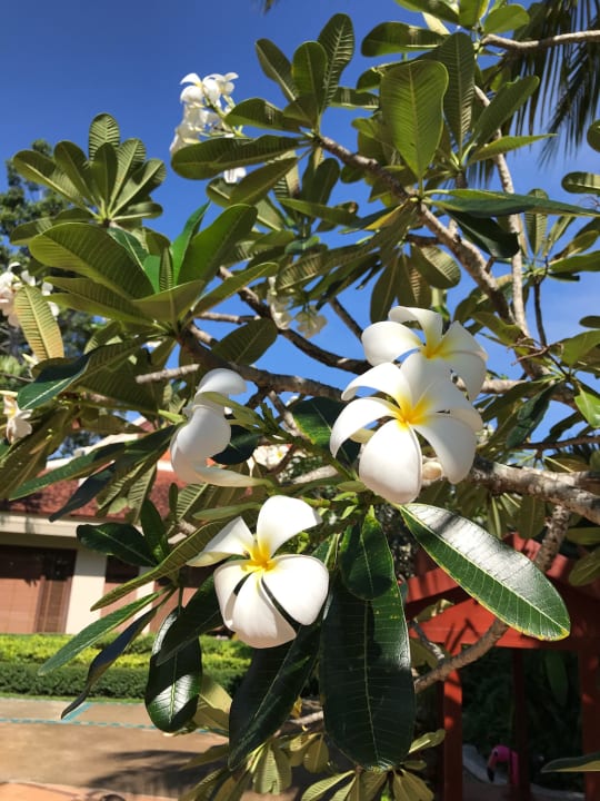 Gartenanlage Santiburi Koh Samui