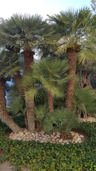 Gartenanlage Alcudia Garden & Palm Garden & Beach Garden