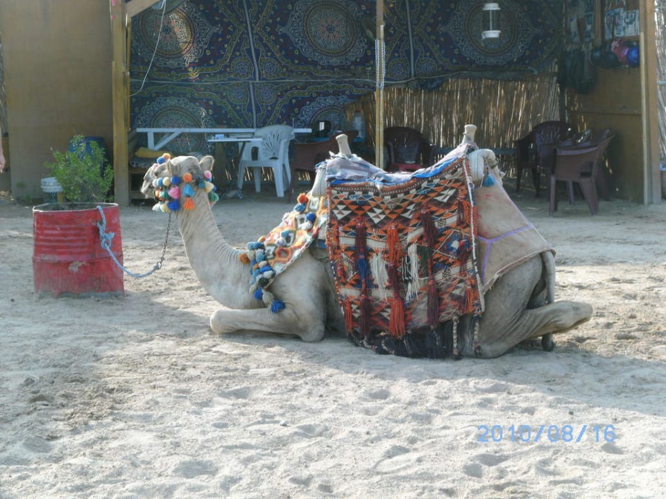 Kamel TUI MAGIC LIFE Kalawy