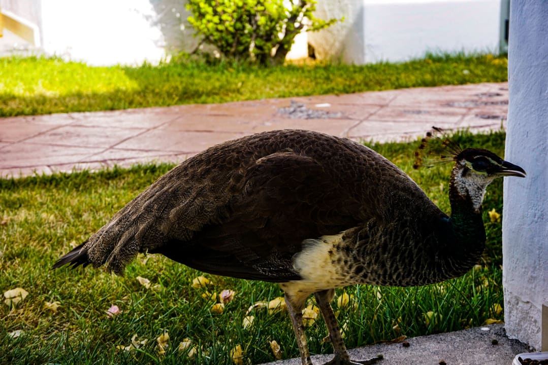 Gartenanlage HL Miraflor Suites Hotel