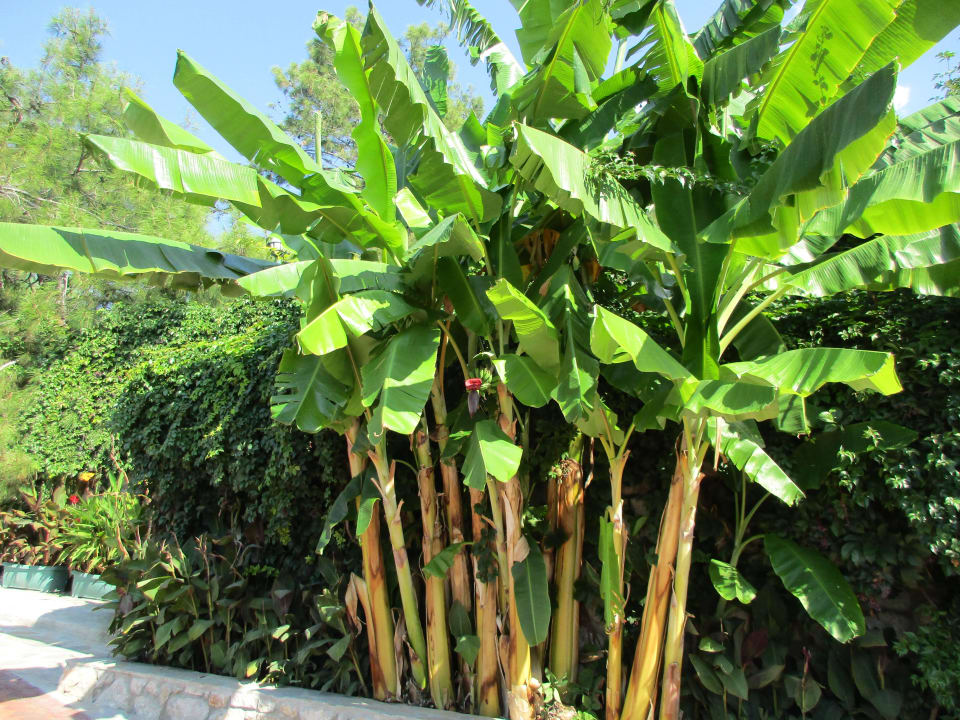 Wie auf den Kanaren Montana Pine Resort