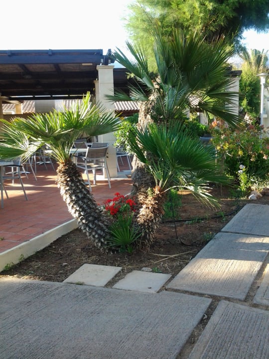 Kleine Palme Phãea Cretan Malia