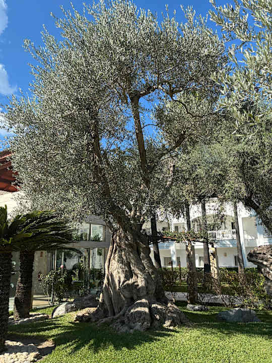 Gartenanlage Playa Garden Selection Hotel & Spa