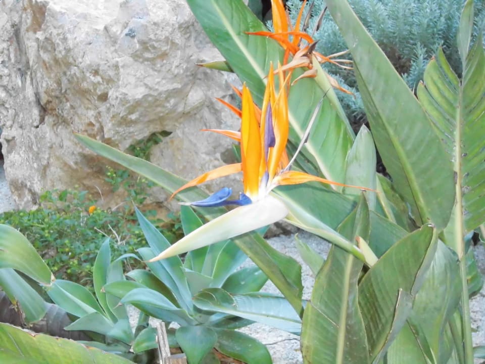 So schön! Hotel Calypso Beach