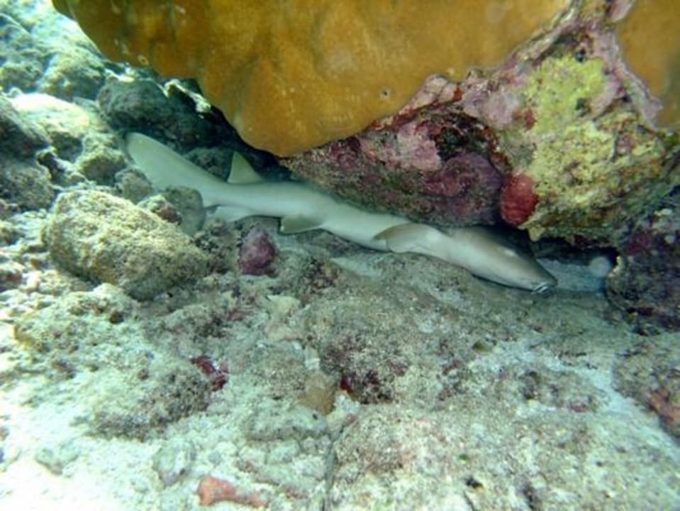 Schnorcheln am Hausriff NH Collection Maldives Reethi Resort