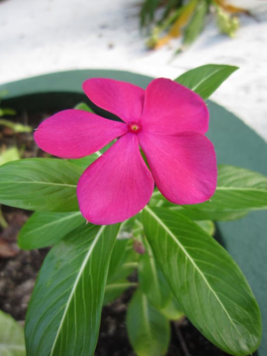 Eine von vielen tollen Blüten Summer Island Maldives
