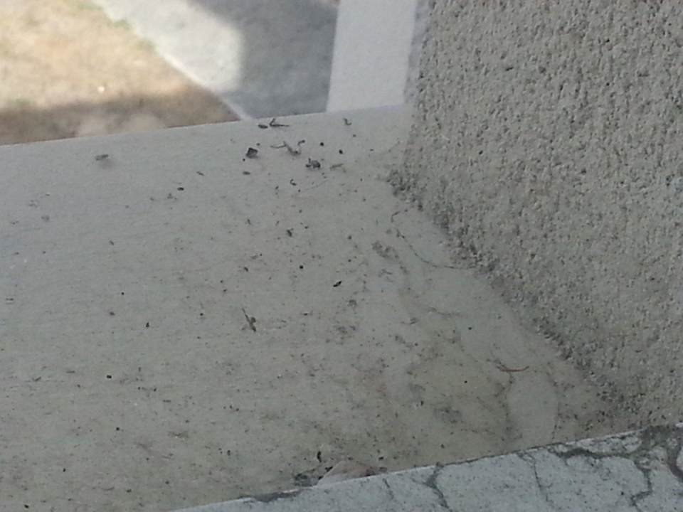 Insektenreste und Spinnweben an Fenster und Terrasse Hotel Residence Domaine des Sables