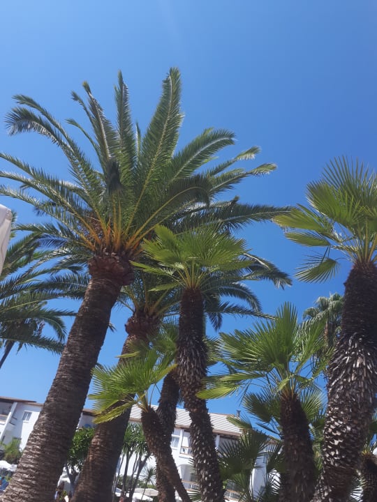 Garten Alcudia Garden Aparthotel