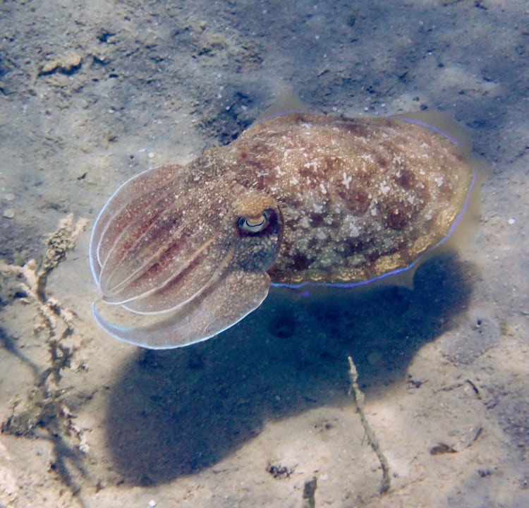 Strand Hotel Sheraton Soma Bay Resort