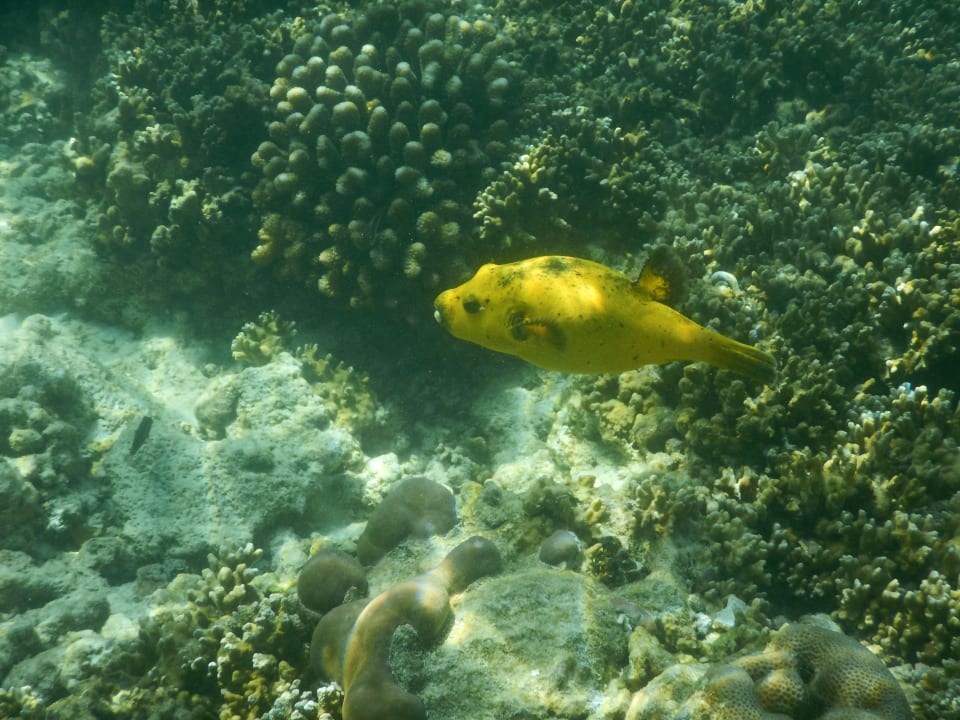 Sport & Freizeit Adaaran Select Meedhupparu Island Resort - Premium All Inclusive