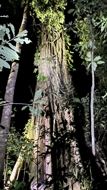 Gartenanlage Hotel Selva Negra