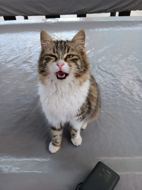 Zimmer Limak Limra Hotel & Resort