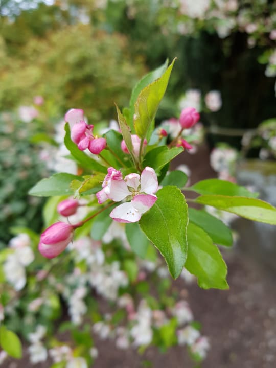 Gartenanlage Hotel zum Hallenberg