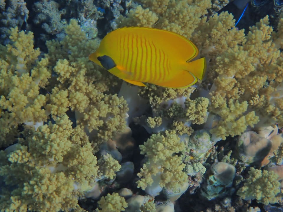 Sport & Freizeit Malikia Resort Abu Dabbab