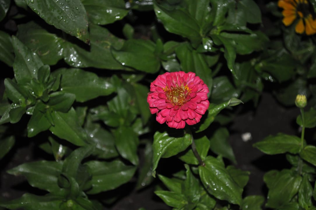 Цветы Holiday Park Resort