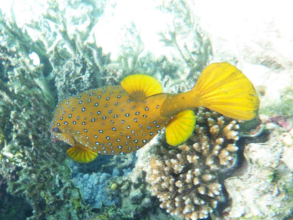 Strand Utopia Beach Club