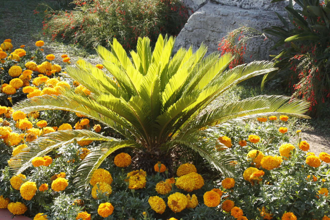 Ухоженный сад Club Marco Polo