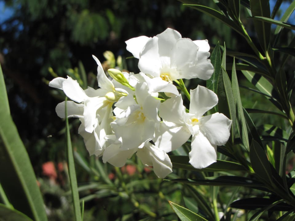 Blüte Kalahari Anib Lodge