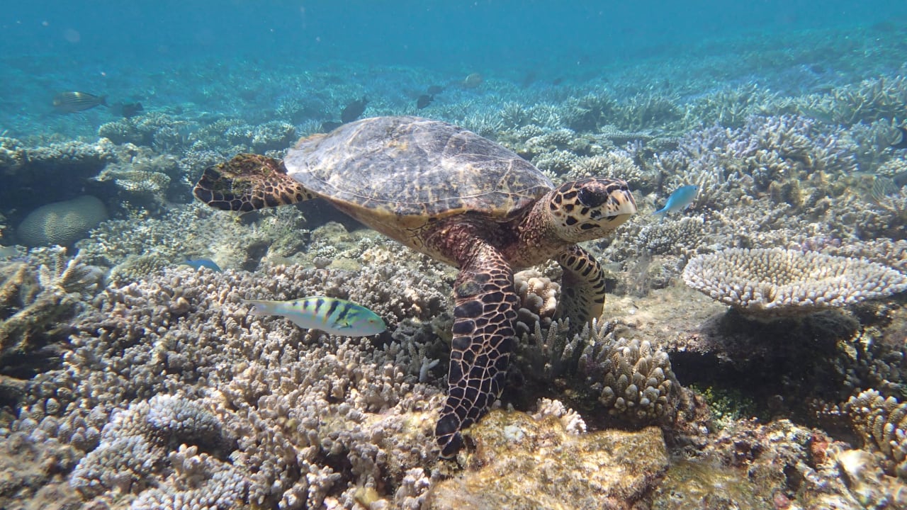 Schildkröte ananea Diamonds Athuruga