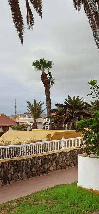 Gartenanlage MP Club Caleta Dorada