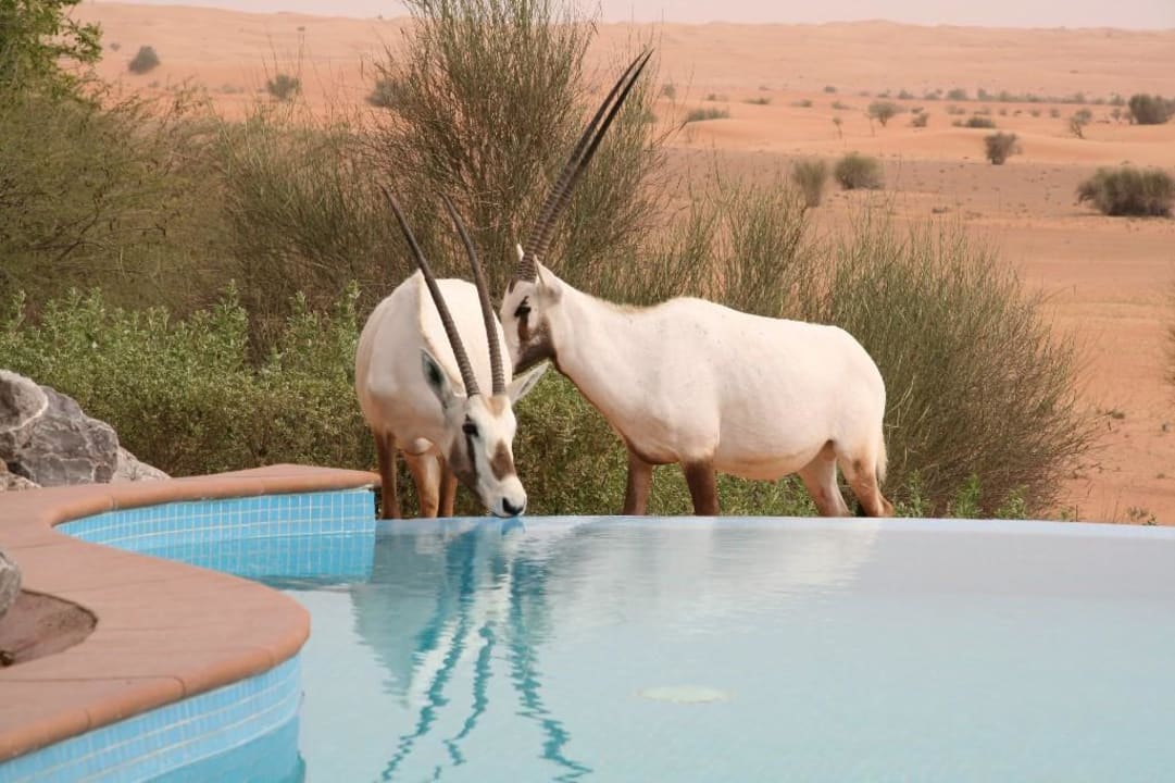 Al Maha, Oryxantilopen am Suitenpool Al Maha, A Luxury Collection Desert Resort & Spa