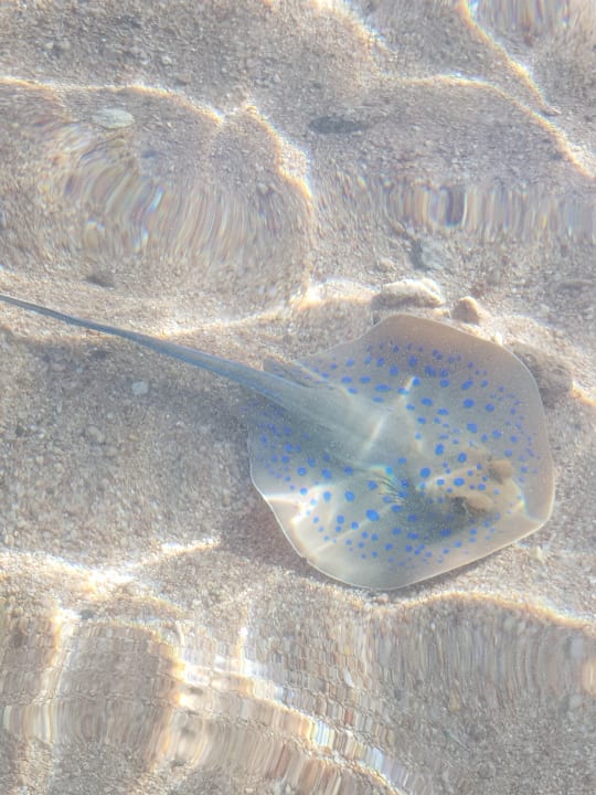 Strand Pickalbatros Citadel Resort