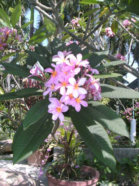 Fleurs du jardin Hotel The Cottage