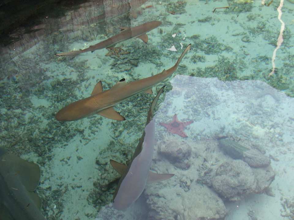 Fischteich Wisma Apung Hotel