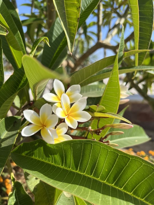 Gartenanlage Lazuli Hotel Marsa Alam