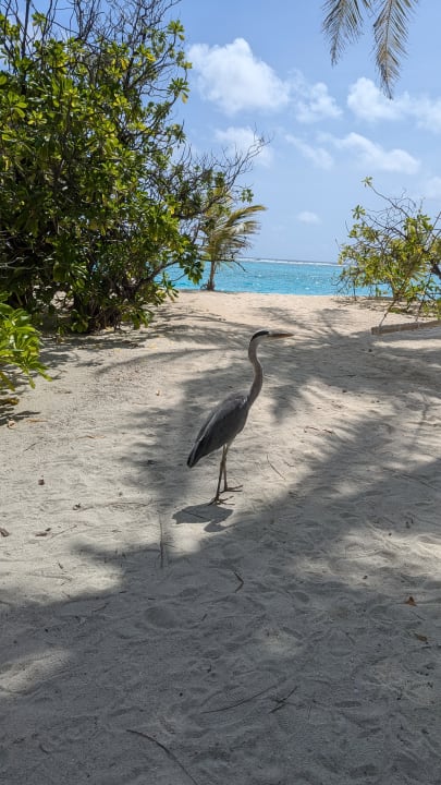 Strand Summer Island Maldives