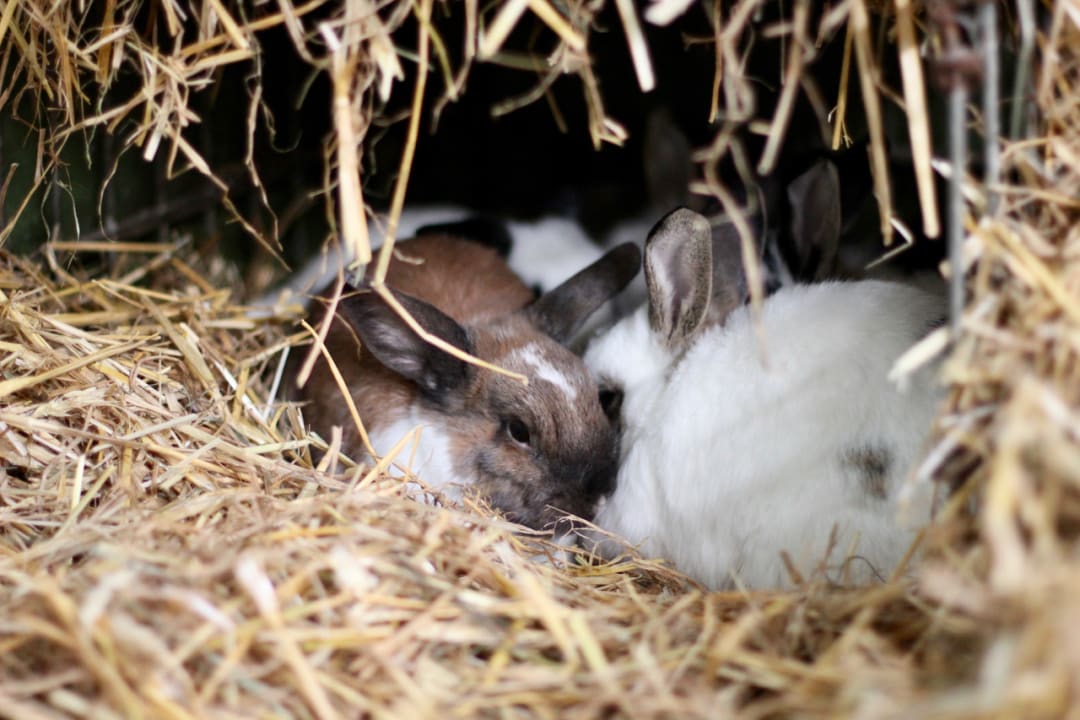 Sonstiges Ponyhof Meier