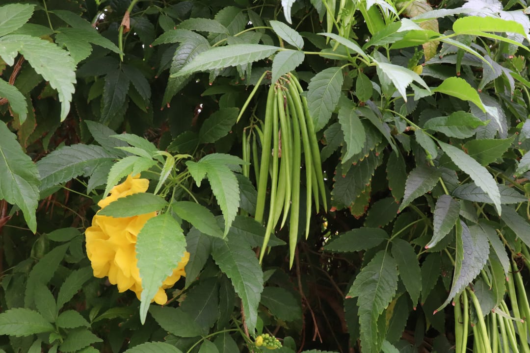 Gartenanlage Stella Beach Resort & Spa Makadi Bay