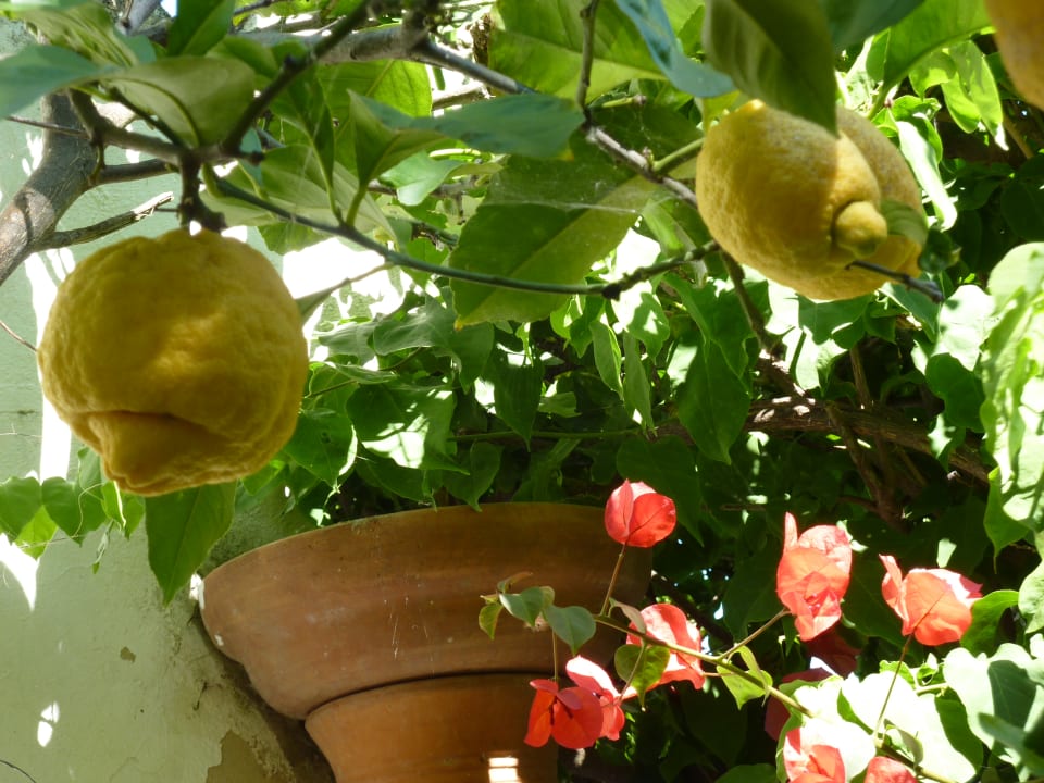 Gartenanlage Oasis Verde Ferienhäuser