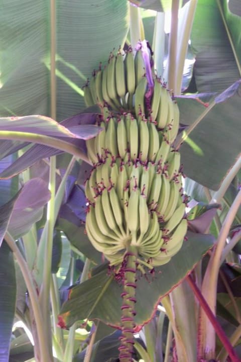 Bananen am Hotel Eftalia Downtown Hotel