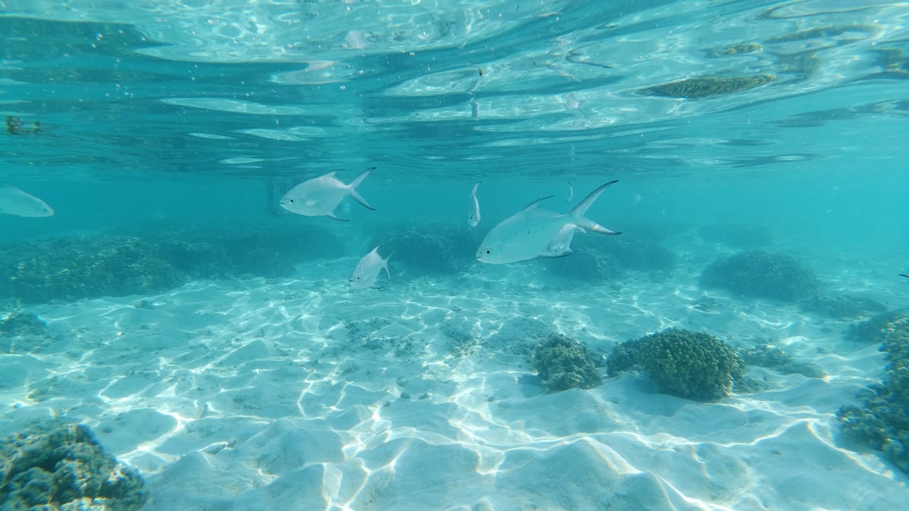 Sport & Freizeit Hotel Riu Palace Maldivas